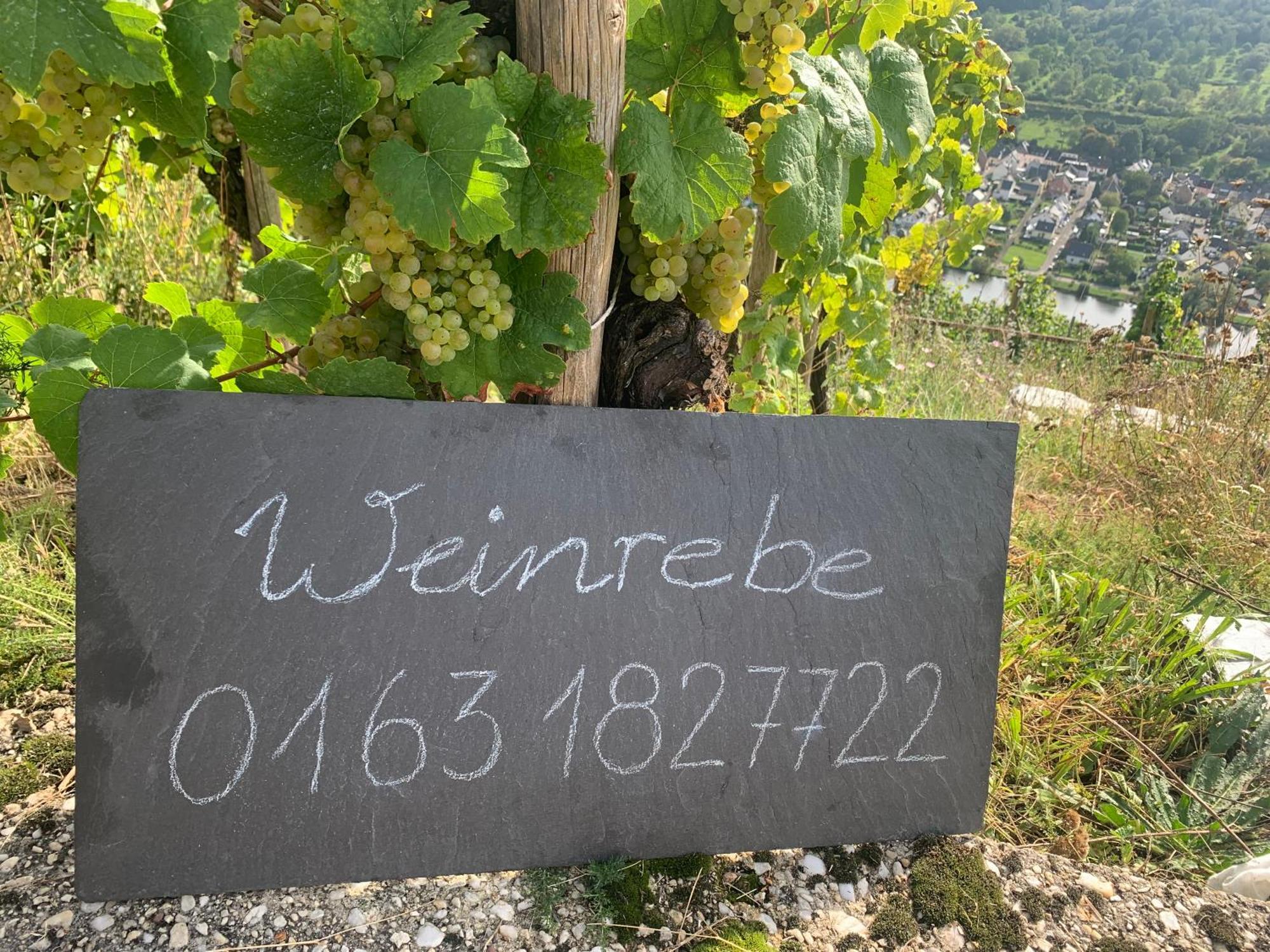 Ferienwohnung Weinrebe Bernkastel-Kues Exterior foto